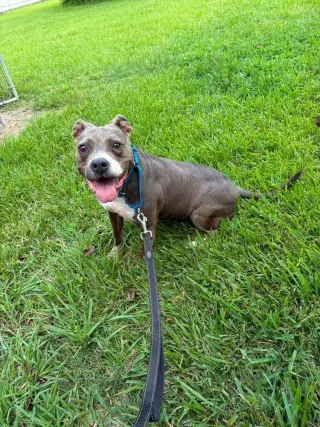 Charlie Blue
