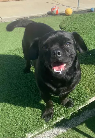 Apollo