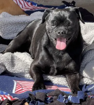 Apollo