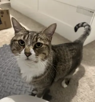 Mabel