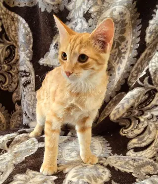 Orangesicle