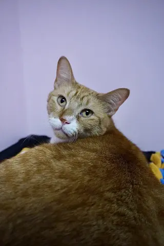 Atlas