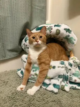 Atlas