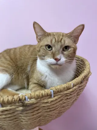 Atlas