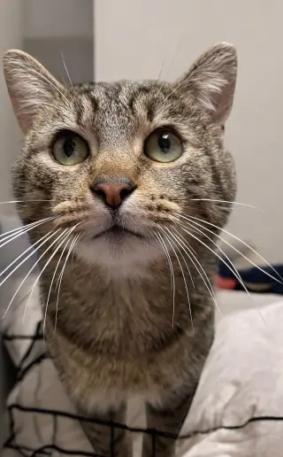 Bob