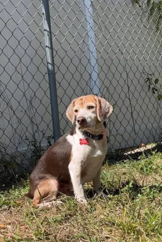 Coco Bean