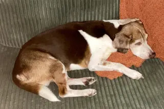 Coco Bean