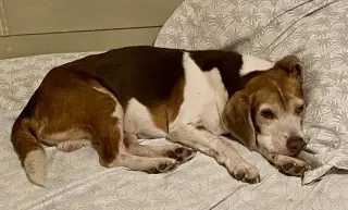Coco Bean