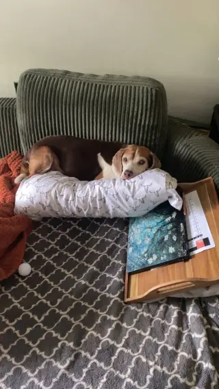 Coco Bean
