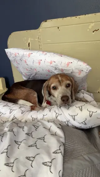 Coco Bean