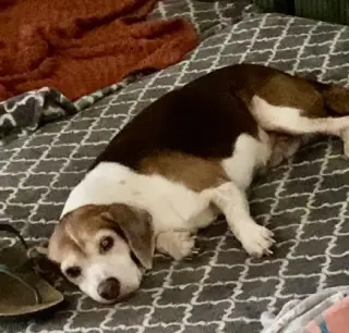 Coco Bean
