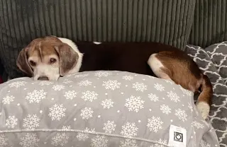 Coco Bean