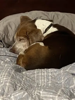 Coco Bean