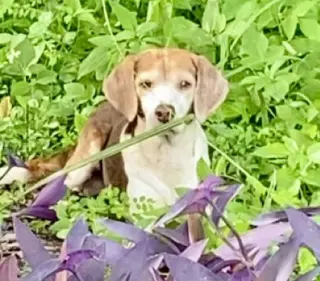 Coco Bean