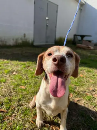Coco Bean