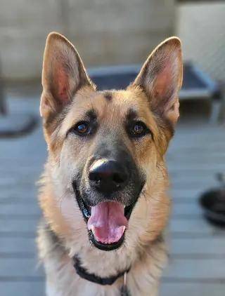 Gunner