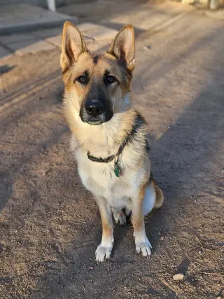 Gunner
