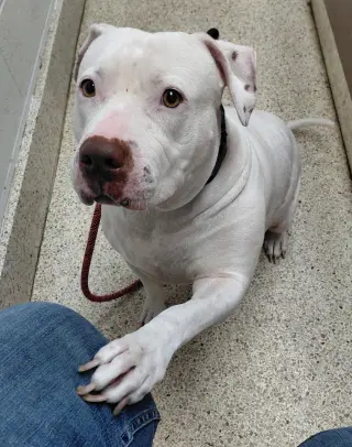 Sadie Mae