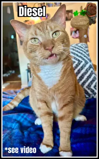 Diesel, Willow Grove Area, (FCID 04/13/2018-101)SN
