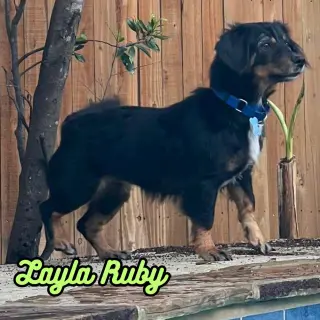 Layla Ruby