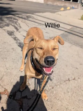 Big Willie