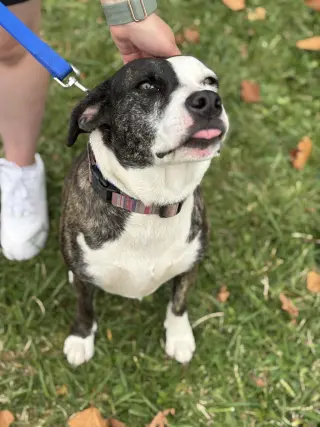 Daisy