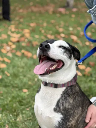 Daisy