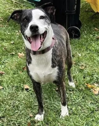Daisy