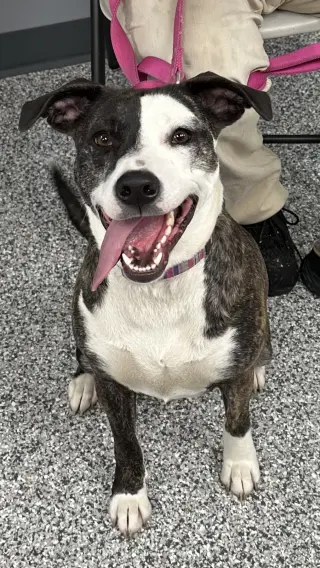 Daisy