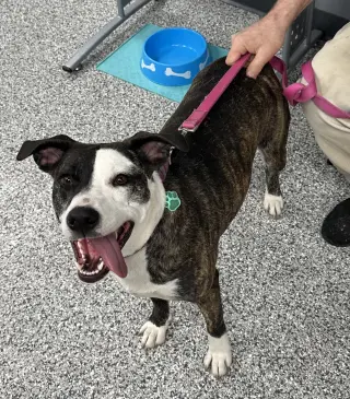 Daisy