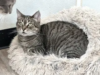 Wanda
