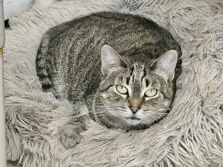 Wanda