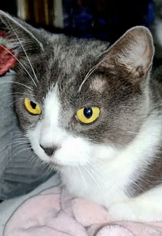 Savanah