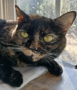 Junebug