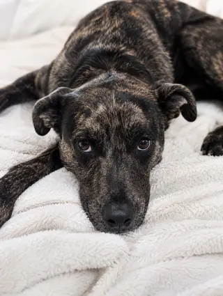 Stella