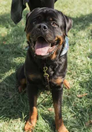 Remi