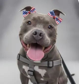 Harley