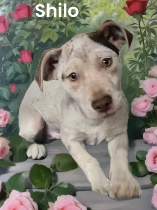 Shilo