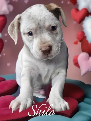 Shilo
