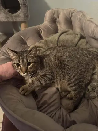 pistachio