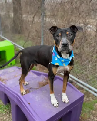 Duke