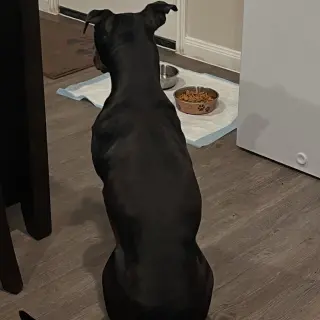 Duke