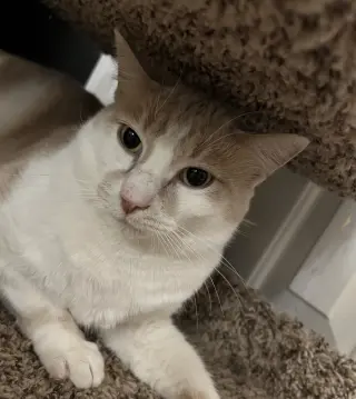 Jasper "Morrison"