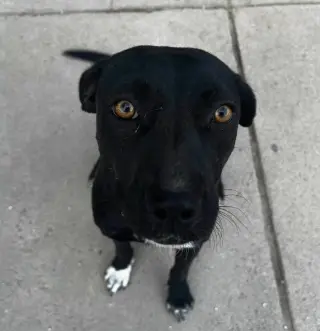Ember