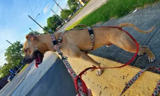Rex