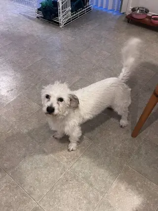 Chip