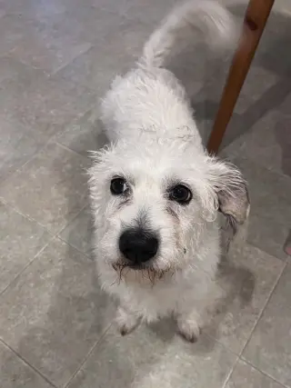 Chip