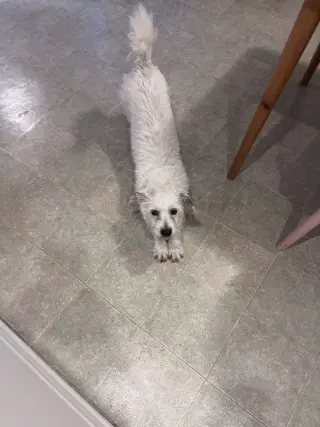 Chip