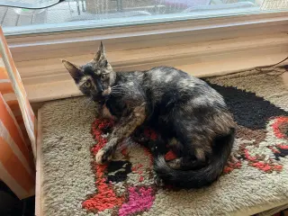 Penny