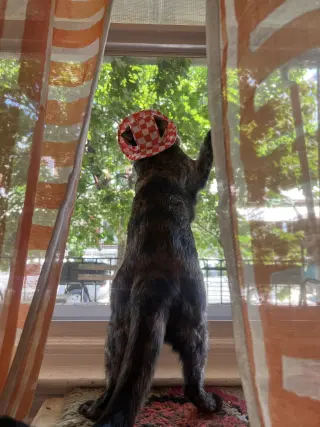 Penny